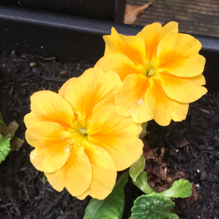 plant image 871046