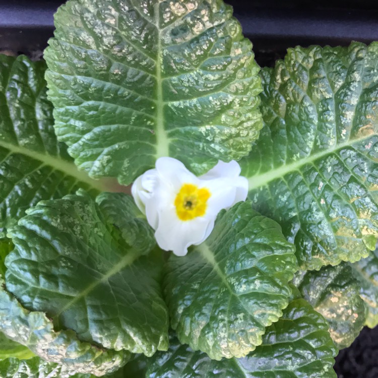 plant image 871050