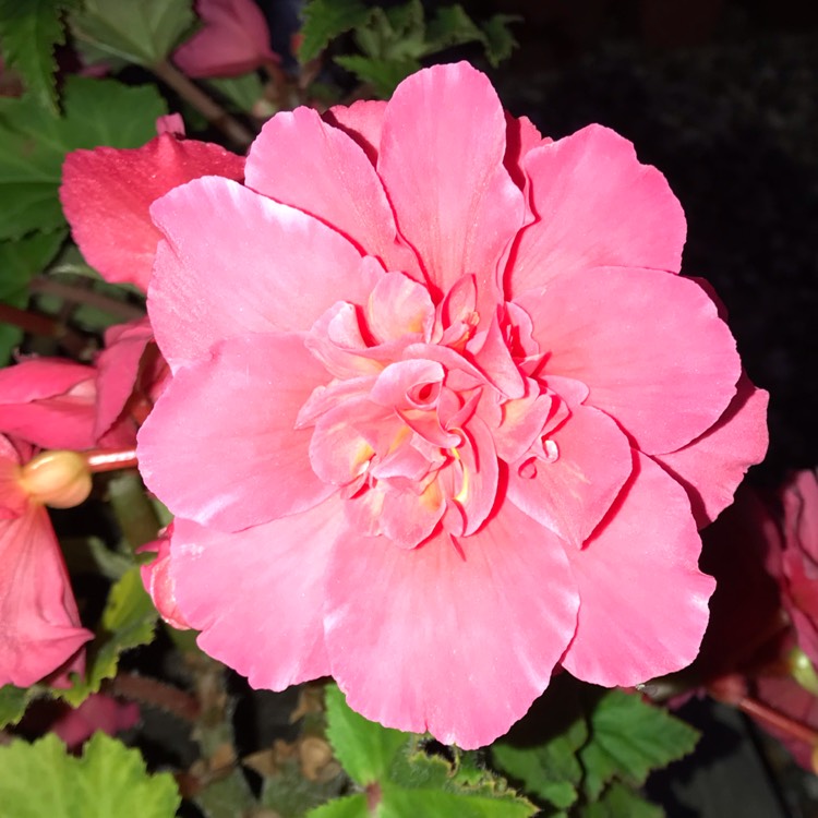 plant image 871553
