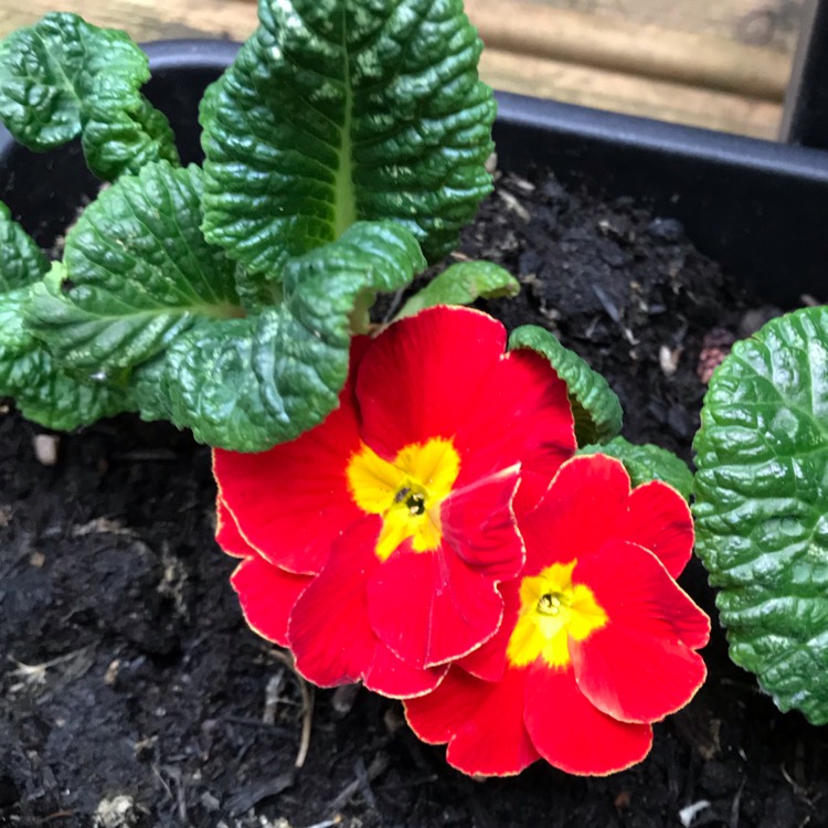 plant image 871556