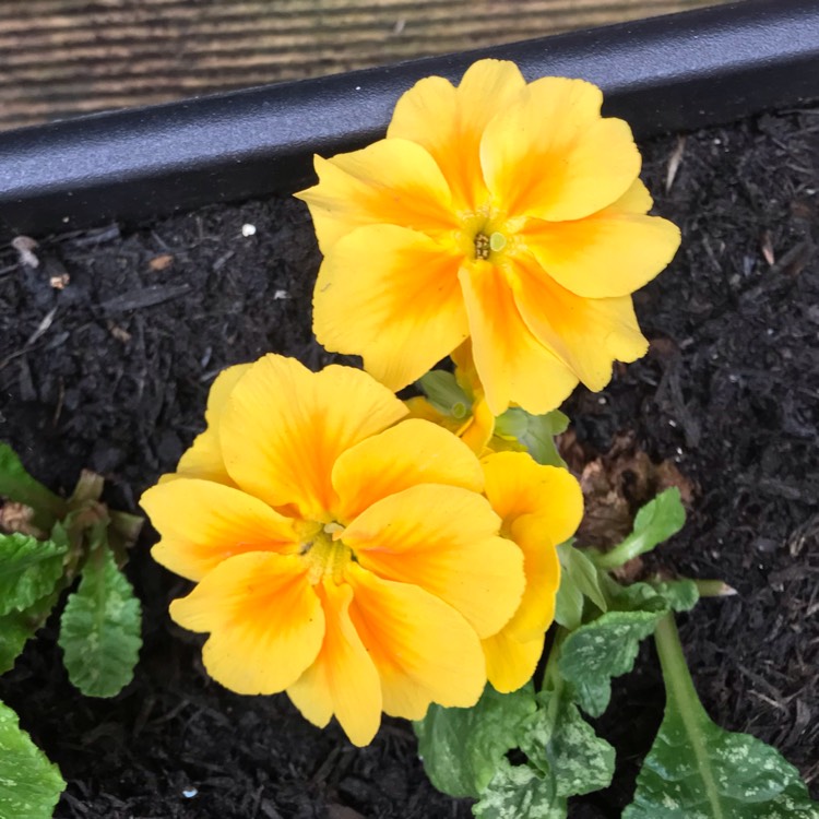 plant image 871557