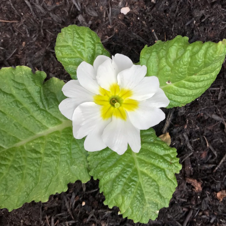 plant image 871558