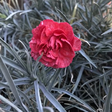 Dianthus plumarius