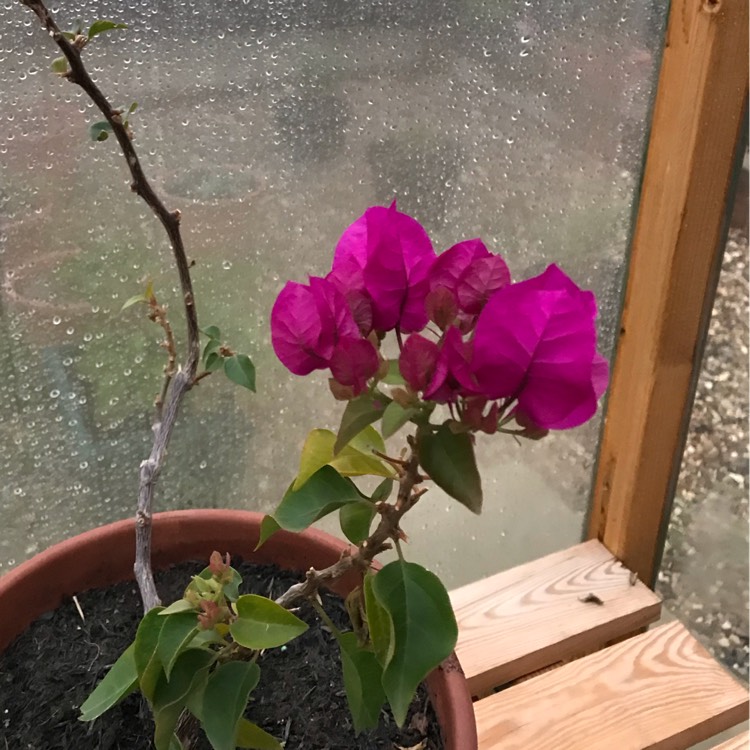 plant image 872673 plant image 872673
