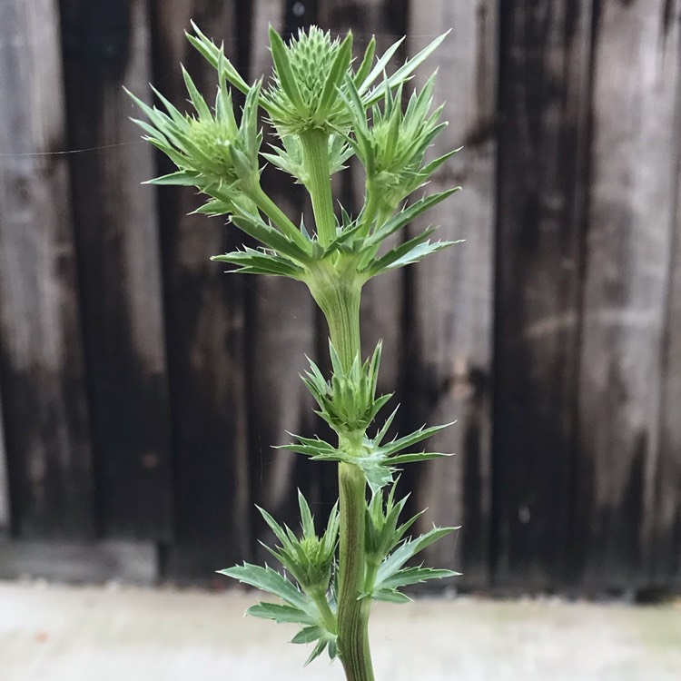 plant image 874123