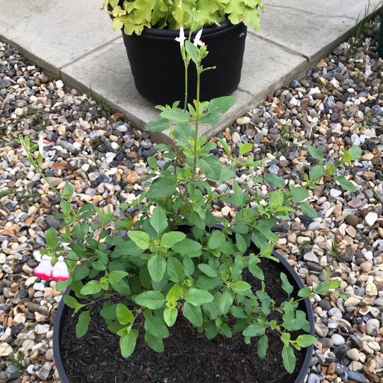 plant image 883162 plant image 883162