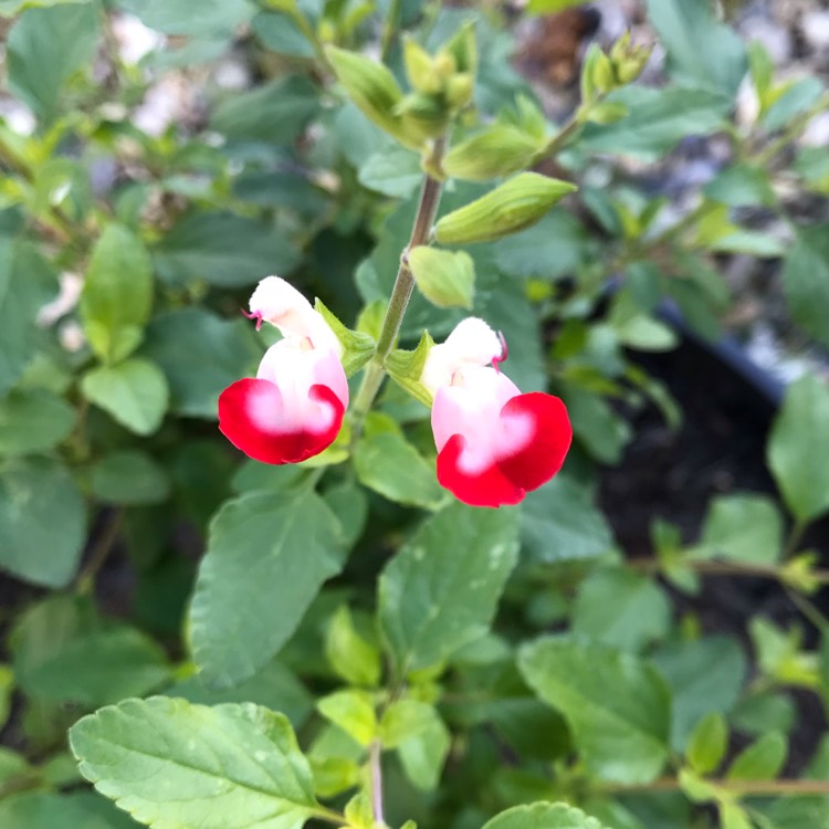 plant image 884525 plant image 884525