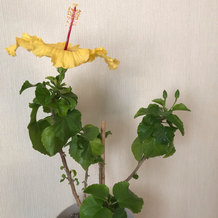 plant image 884527 plant image 884527