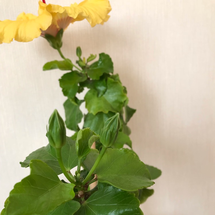 plant image 884528 plant image 884528
