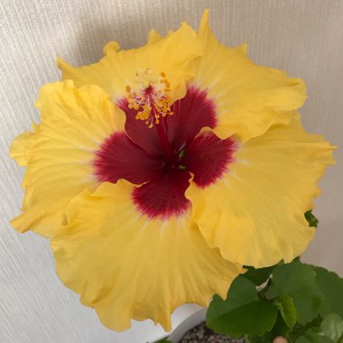 Hibiscus rosa-sinensis