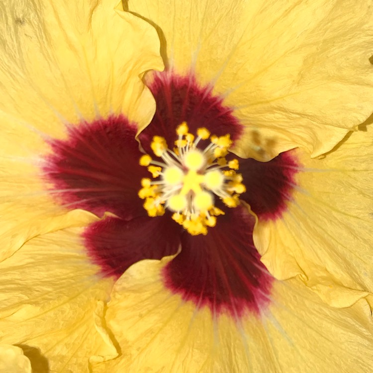plant image 885575 plant image 885575