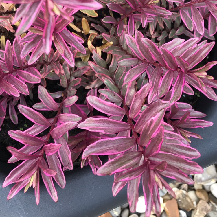 plant image 888763 plant image 888763