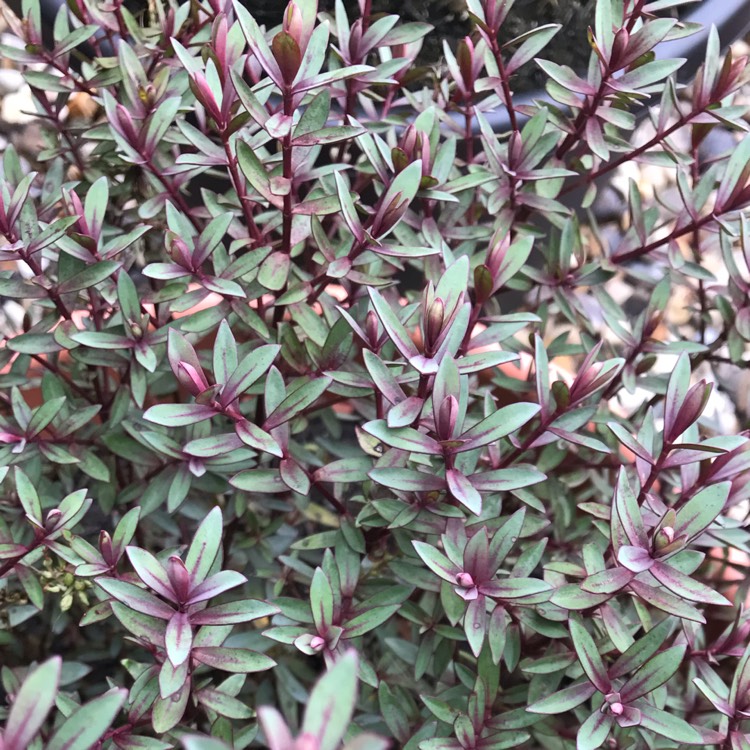 plant image 888765