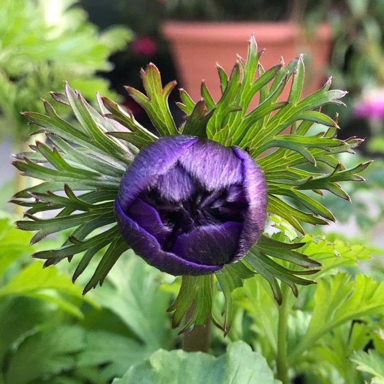 plant image 888769 plant image 888769