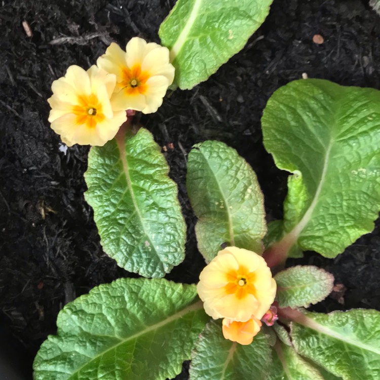 plant image 889882