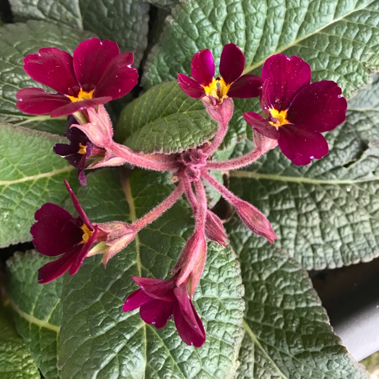 plant image 889883
