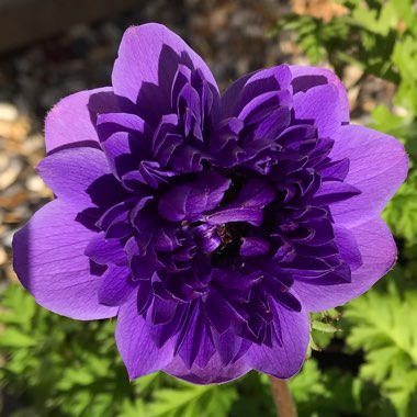 Anemone coronaria 'St Brigid' (Mix)