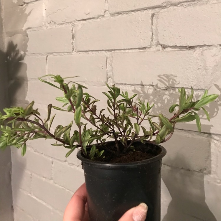 Plant image Hebe 'Wild Romance'