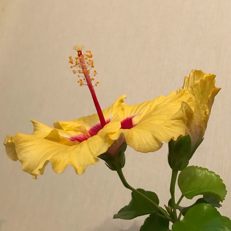 plant image 895698 plant image 895698
