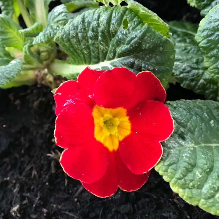 plant image 909264