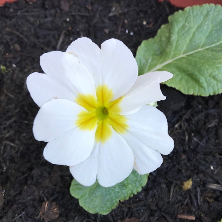 plant image 909265