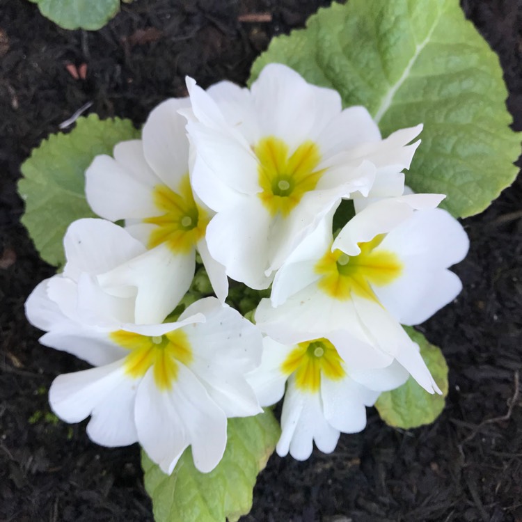 plant image 909266