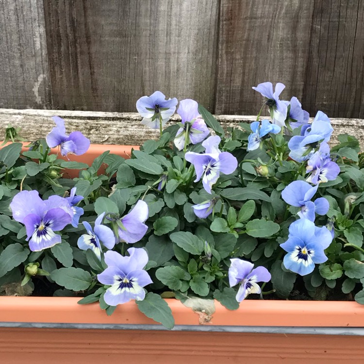 plant image 918408