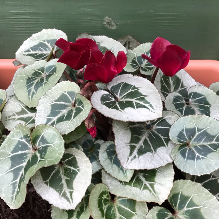plant image 918410