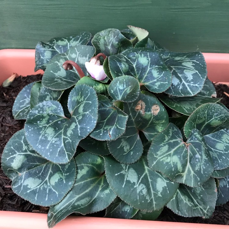 plant image 918414