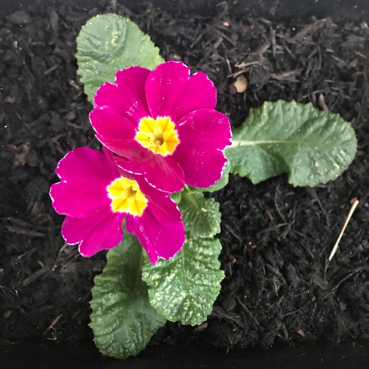 plant image 921491