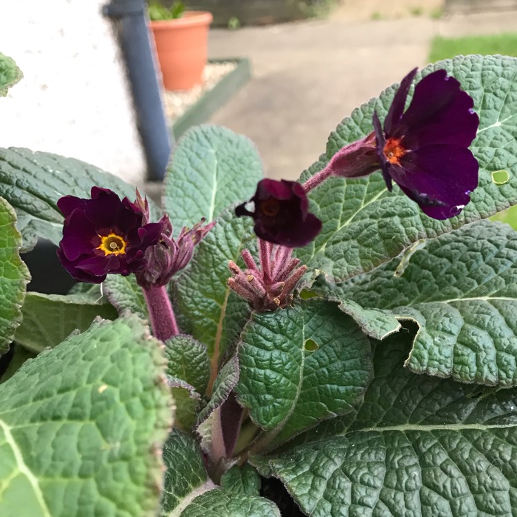 plant image 923396