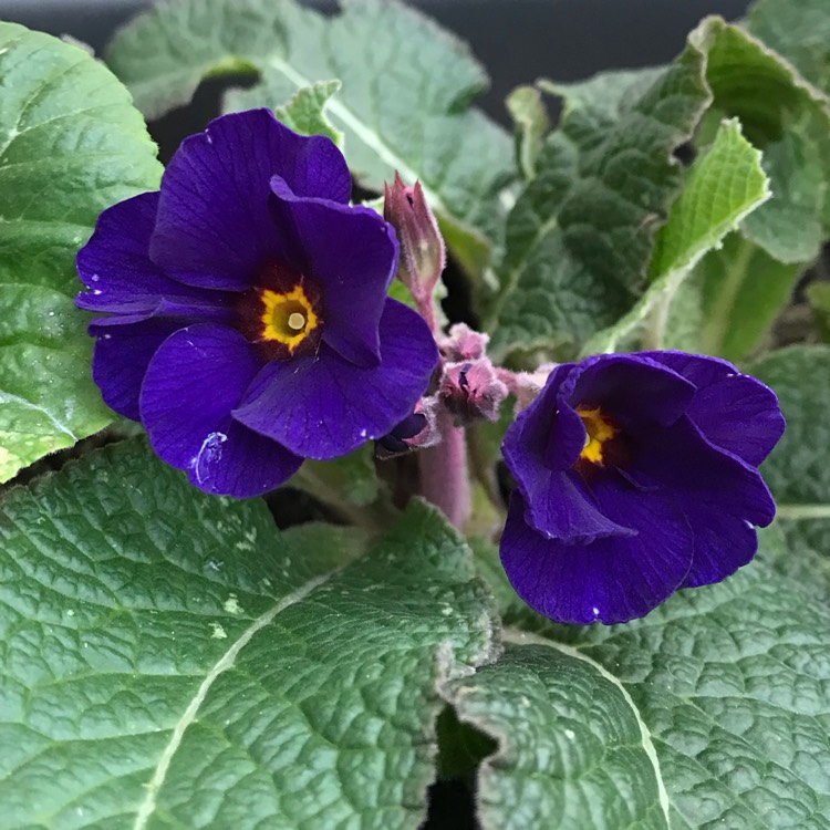 plant image 923397
