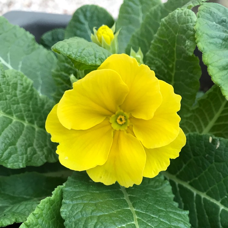 plant image 923401