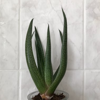 Gasteria