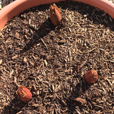 Fritillaria imperialis