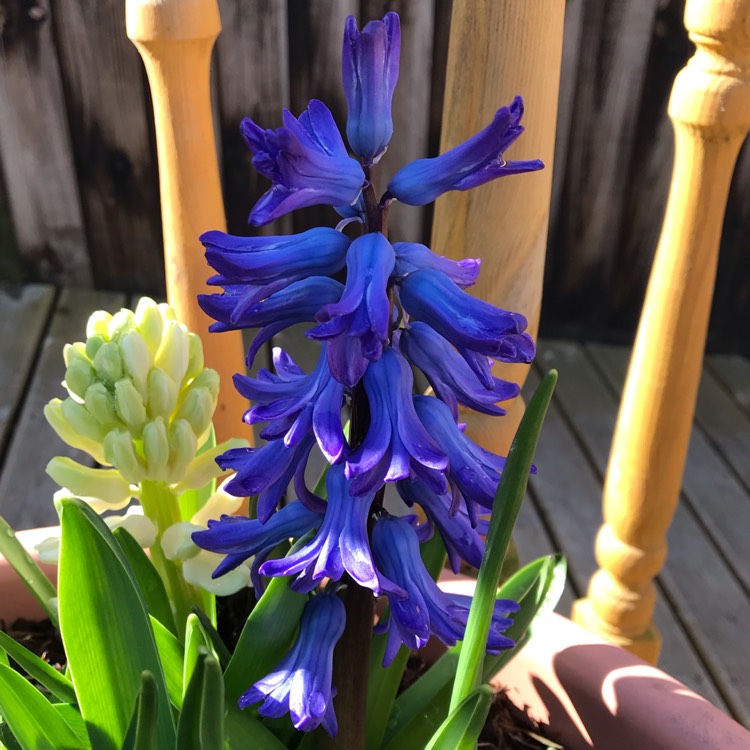plant image 957482