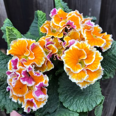 Primula acaulis