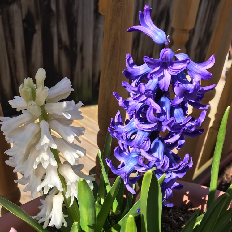 plant image 960240