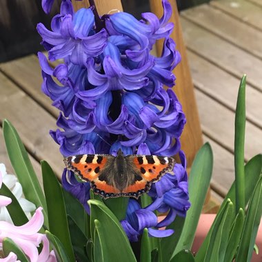 Hyacinthus orientalis