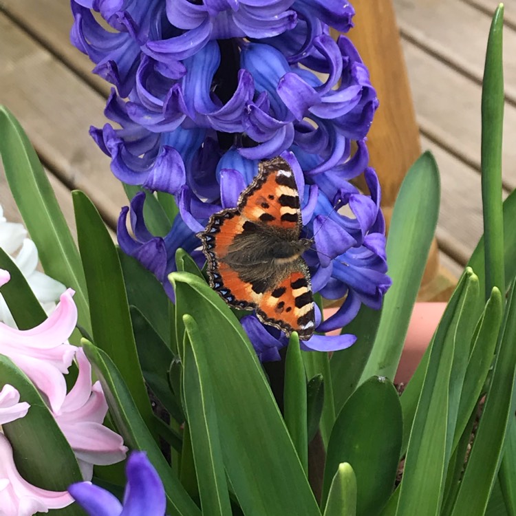 plant image 963751