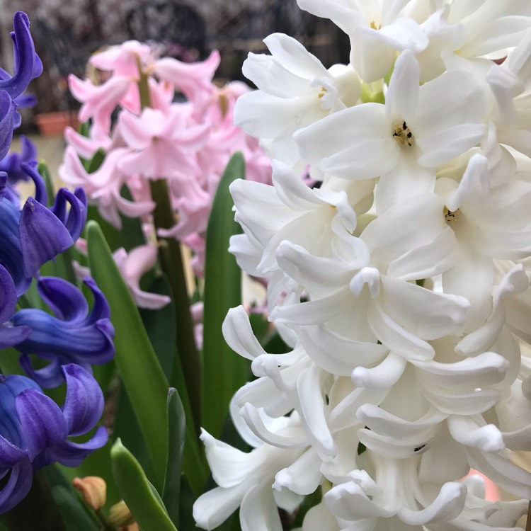 plant image 964424
