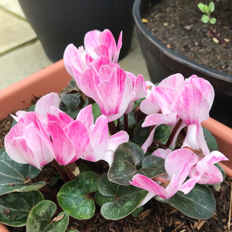 plant image 971045