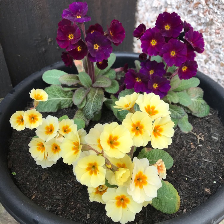 plant image 971050