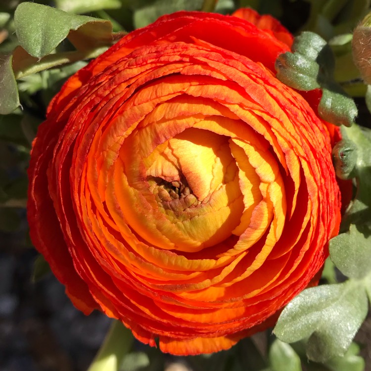 plant image 972029