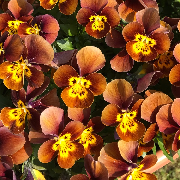 Plant image Viola Deltini 'Honey Bee'