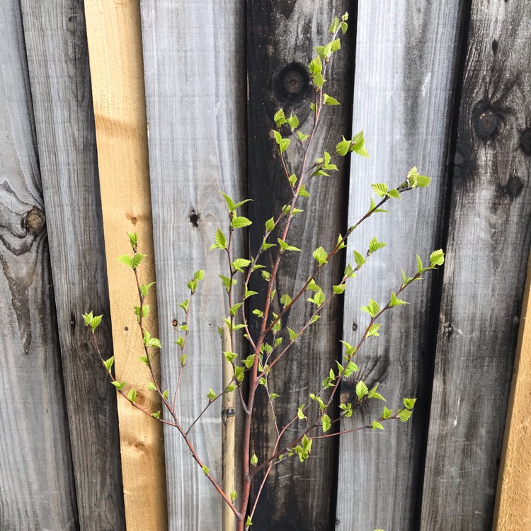 plant image 977737