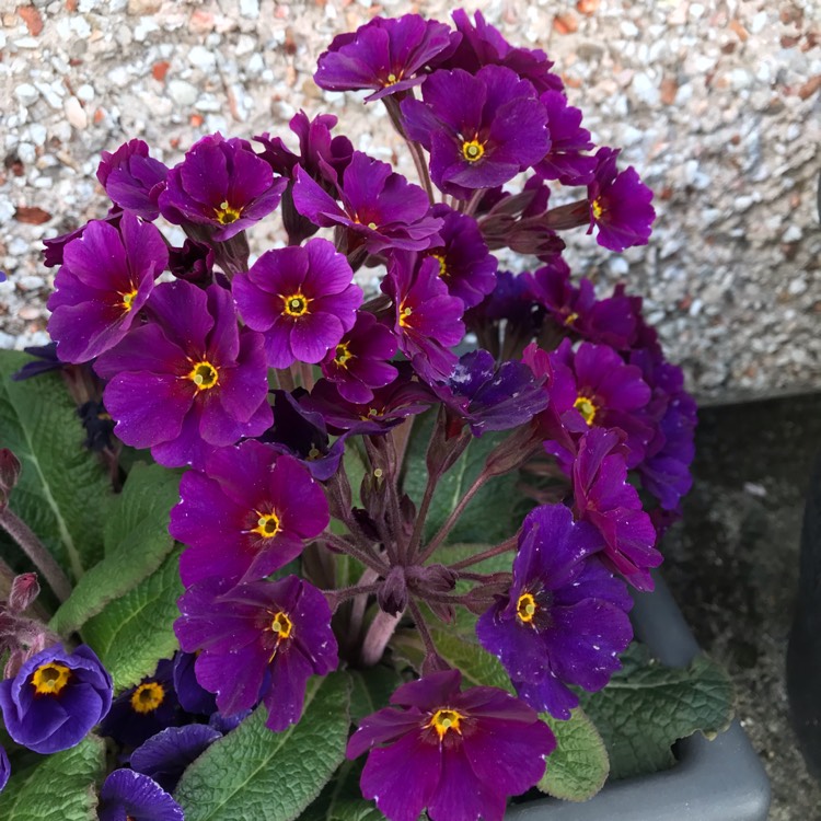 plant image 980319