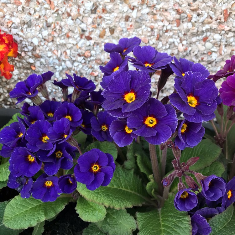plant image 980320