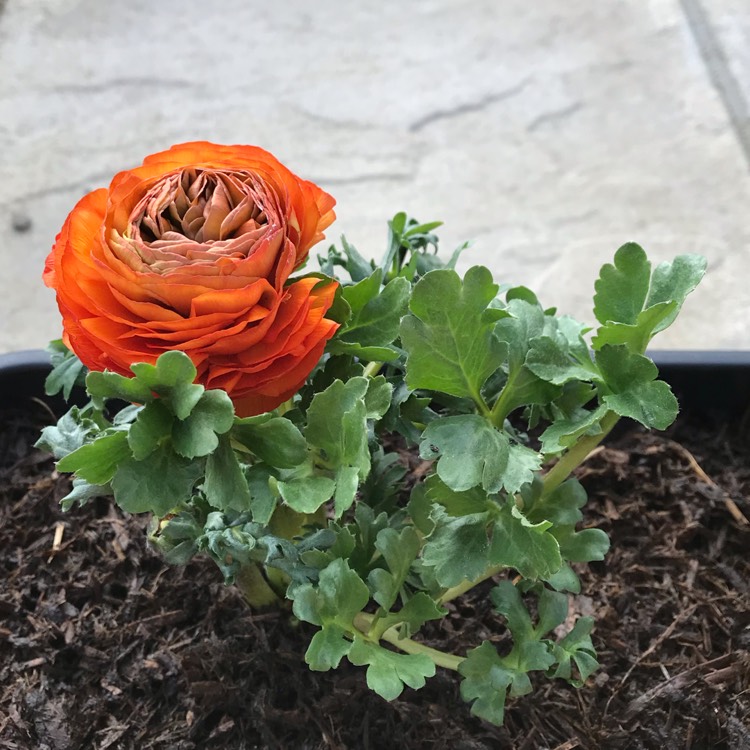 plant image 981475
