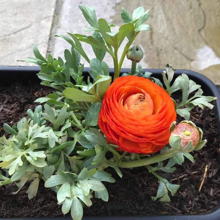 plant image 981477